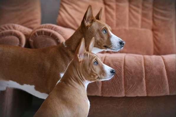 Басенджи щенки в фото 9