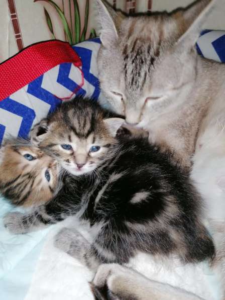 Курильчата в Саранске фото 13