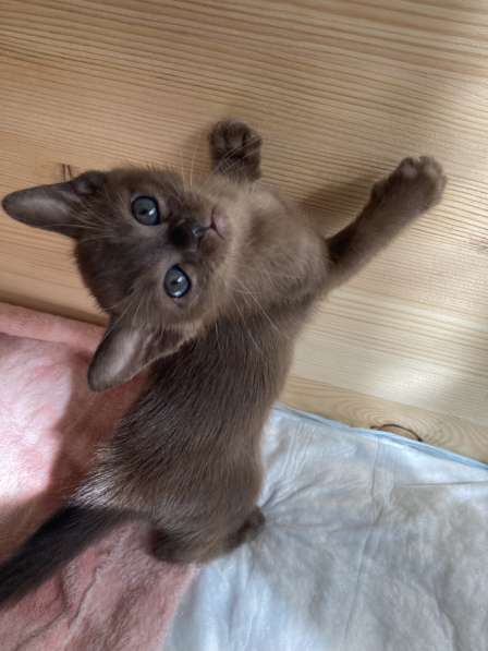 Бурманская девочка в Санкт-Петербурге фото 11