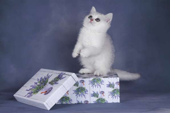 Британские шиншиллы в Санкт-Петербурге фото 4