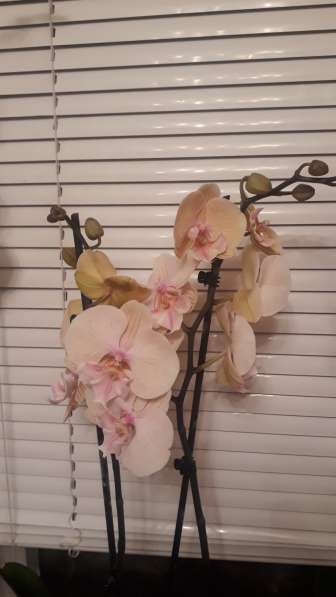 Орхидея в Самаре фото 12