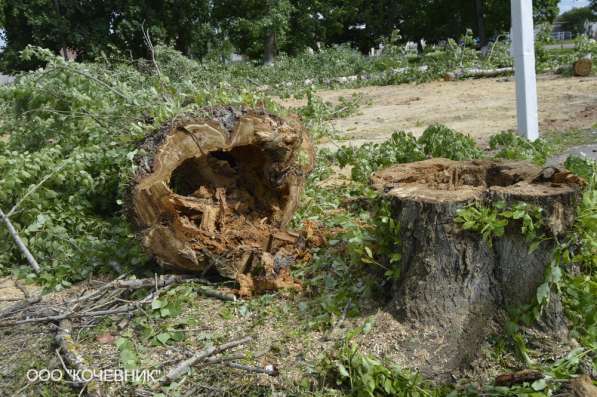 удаление опасных аварийных деревьев - кронирование - санитар в Москве фото 16