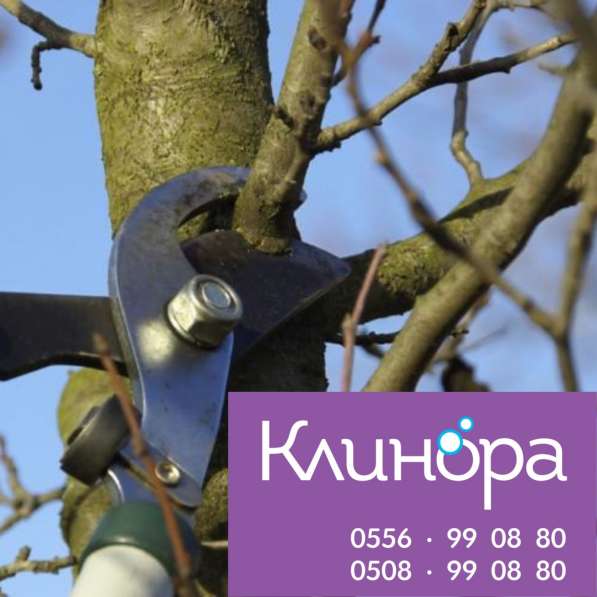 Подготовка деревьев к вене. Обрезка веток