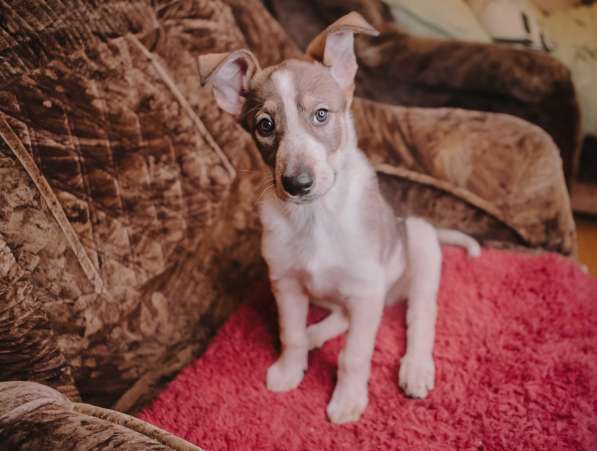 Забавный щенок в добрые руки в Москве фото 3