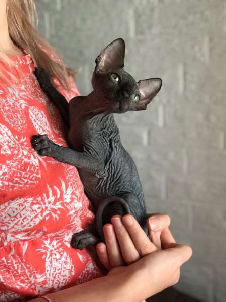 Котёнок Канадского Сфинка в Москве фото 12