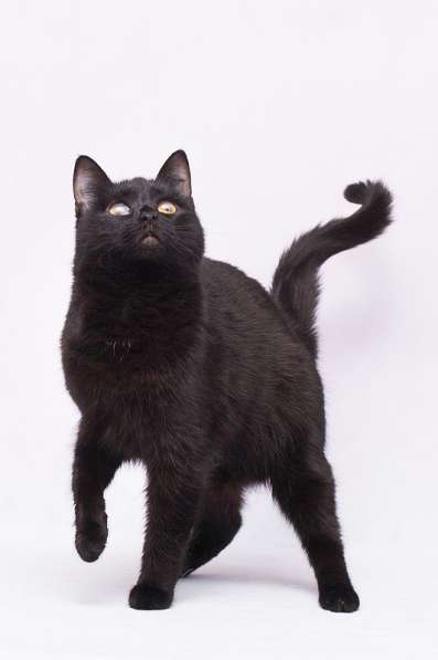 Кошечка Жужа ищет родителей! в Москве фото 16