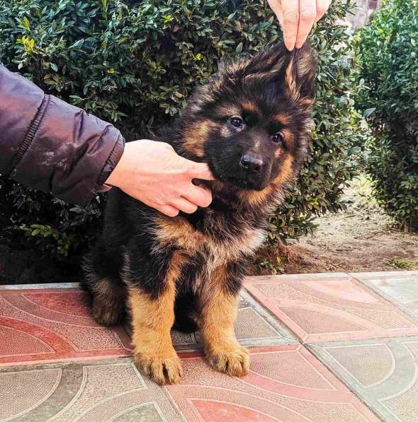 Щенки овчарки Питомник в фото 33