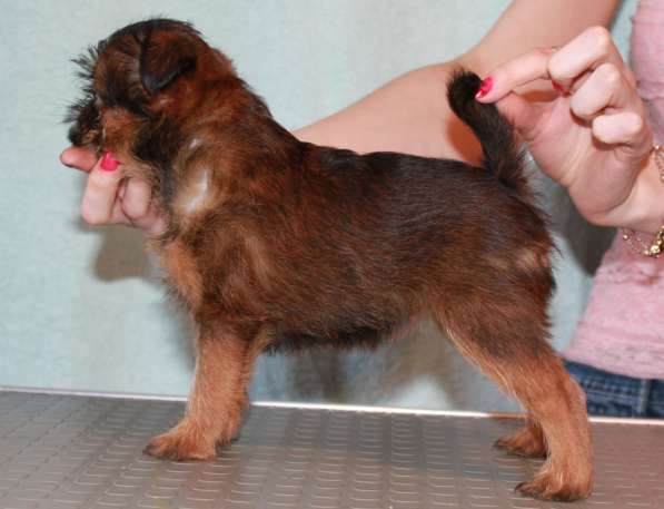 Великолепные щенки гриффона и пти-брабансона. Вязки в Москве фото 21