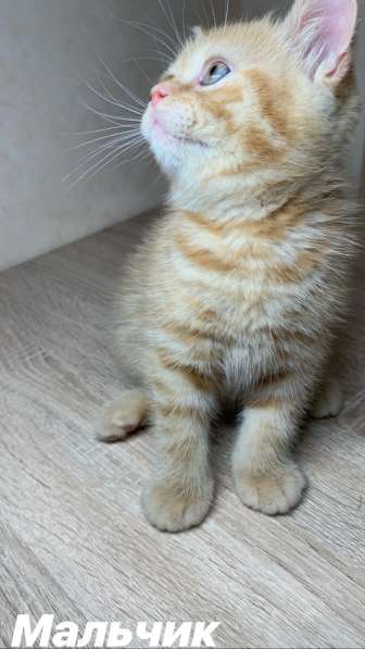 Британские котята - British kittens в фото 8