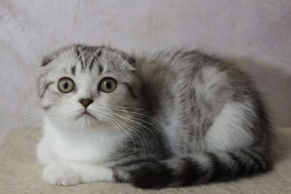 Шотландский котёнок