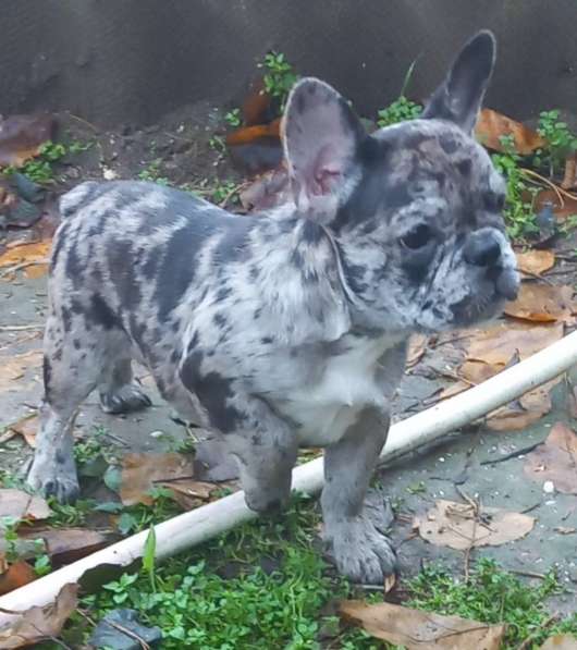 Французский бульдог. Blue dark merle