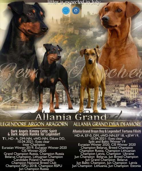 Щенки немецкого пинчера в фото 3