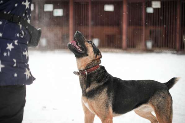 Брюс ищет семью в Москве фото 12