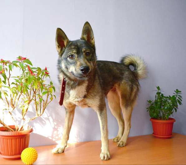Собака метис лайки ищет дом в Электрогорске