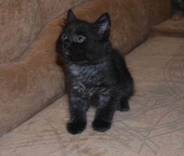 Курильский бобтейл - котята золотого окраса в Краснодаре фото 17