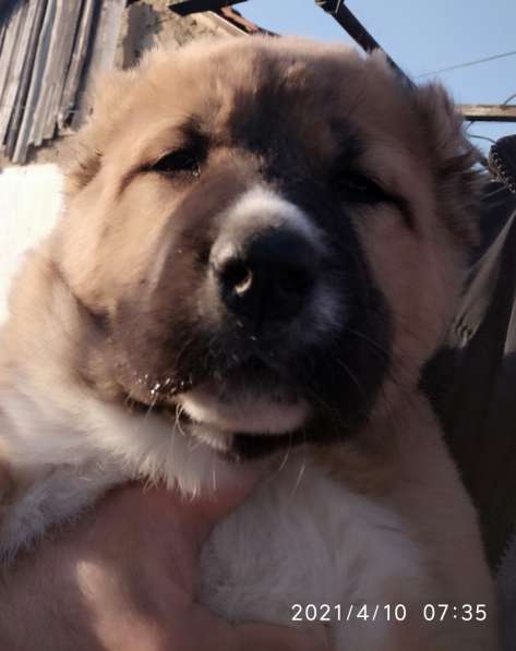 Продаются щенки алабая в фото 32