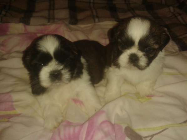 Щенки Ши-тцу в Истре фото 7