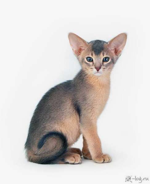 Абиссинские котята для вас в Тюмени фото 6