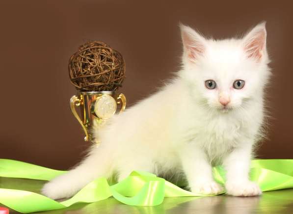 Котик белый зеленоглазый, 2 котика Красный мрамор, кошечка в Москве фото 3