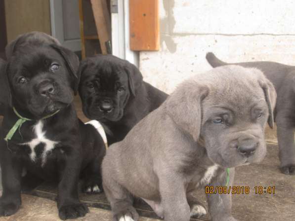 Малыши Корсики 3 мес в Москве фото 8