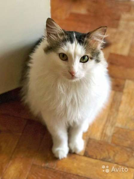 Ласковый, вальяжный молодой котик Бартон в дар в Москве фото 6