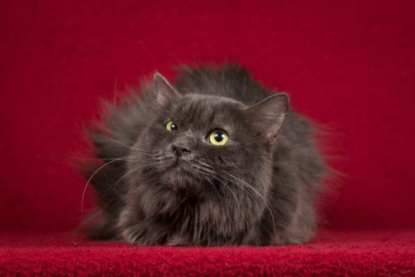 Нибелунг Сэра в дар