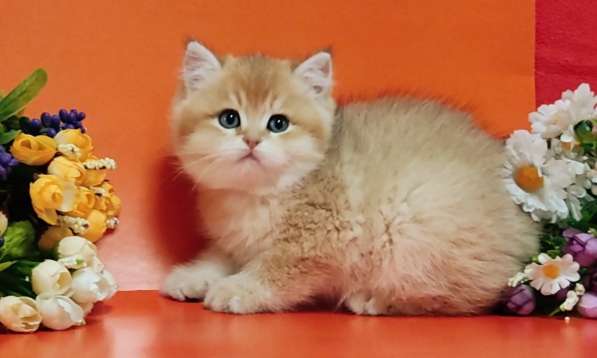 British Shorthair kittens ny12 and ny11 в Москве фото 3