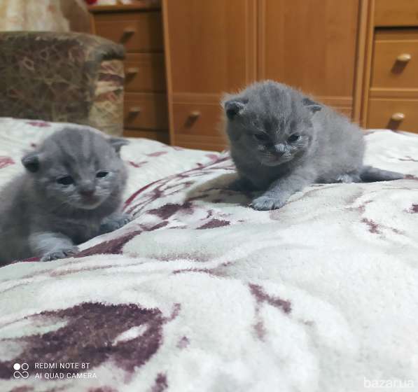 Продам котят в фото 5