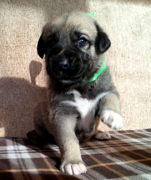 Щенки Кангала для ценителей породы в Москве фото 11