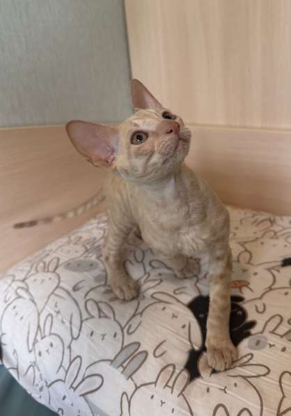 Корниш рекс в Москве фото 15