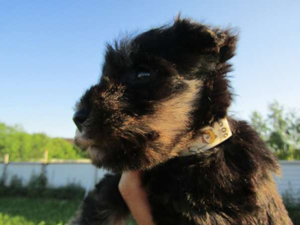 Цвергшнауцер маленькая служебная собака в Иванове фото 4