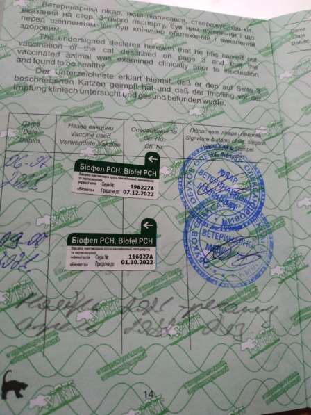 Красивые котята персы в фото 3