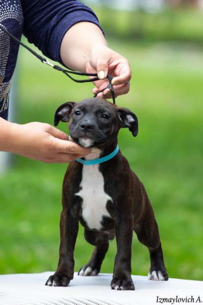 Продажа стаффбуля в Калининграде фото 14