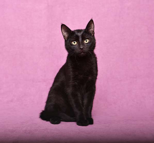 Ласковый и игривый черный котенок-подросток Степа в дар