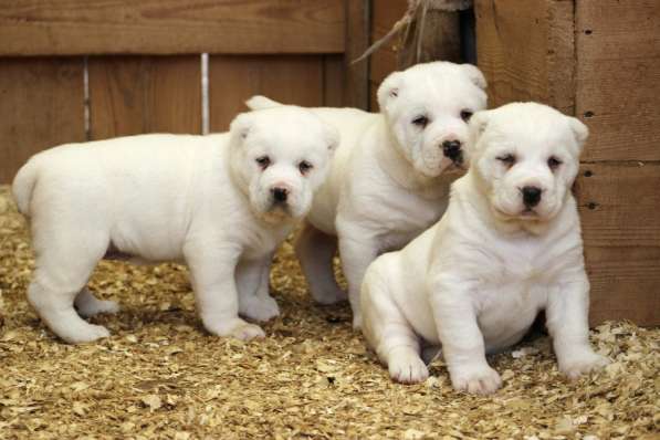 Щенок Среднеазиатской овчарки в Новосибирске фото 38