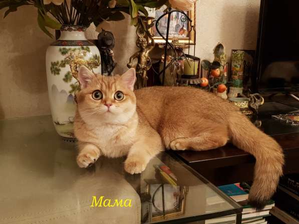 Британские золотые шиншиллы в Химках фото 10