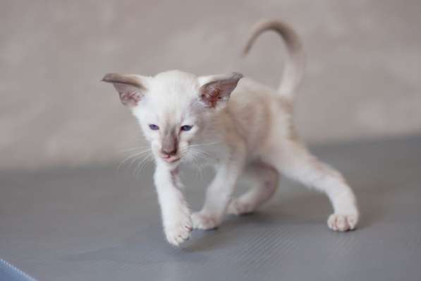 Ориентальные котята в Санкт-Петербурге фото 8