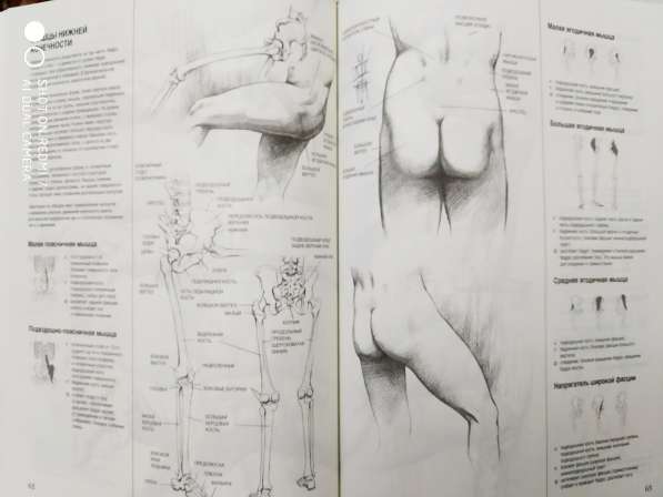 Рисунок. Д. Чиварди. 2 тома. Пластическая анатомия в Твери фото 4