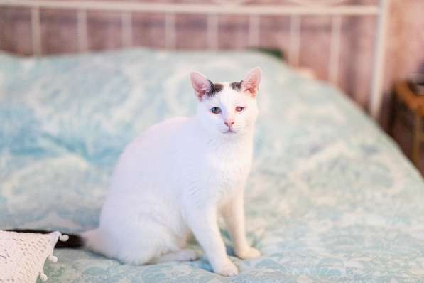 Особенный кот Тарас ищет доброе сердце! в Москве фото 3