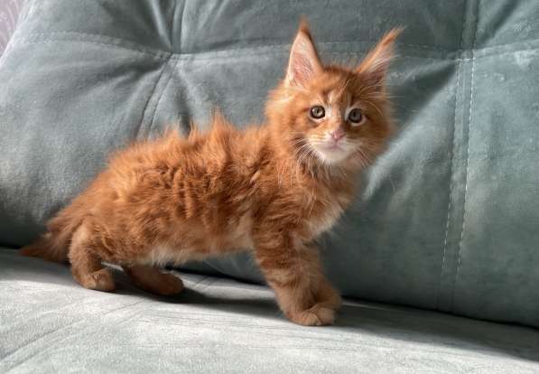 Рыжие котята мейн-кун в Иркутске фото 4