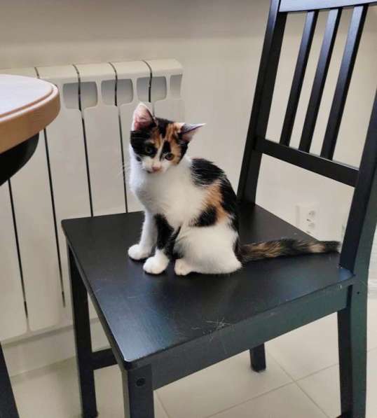 Трехцветная котёнок Соня в добрые руки в Москве фото 7