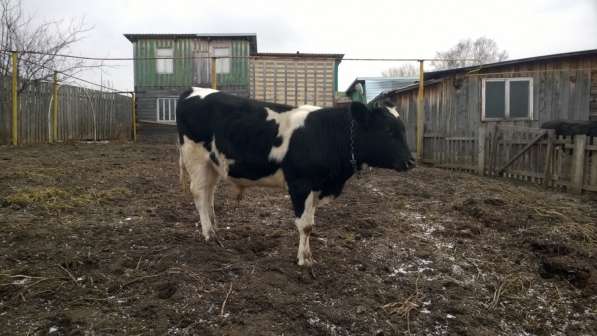 Продам коров в Новосибирске фото 3