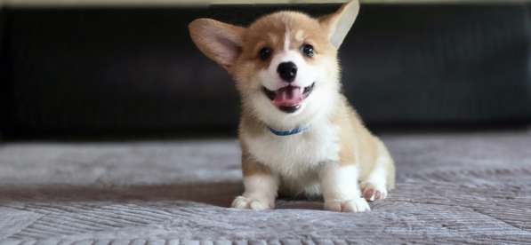 Щенки вельш-корги пемброк в Джанкое