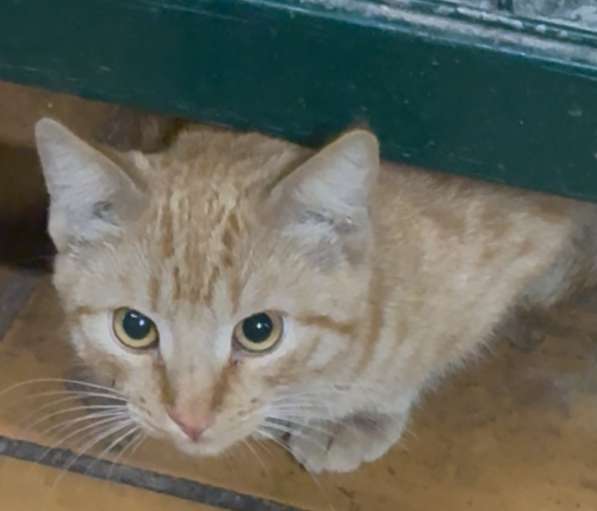 Котята рыжие и разноцветные в Москве