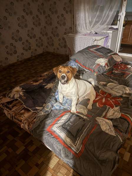 Малыш Джек Рассел терьер на вязку! в Москве фото 3