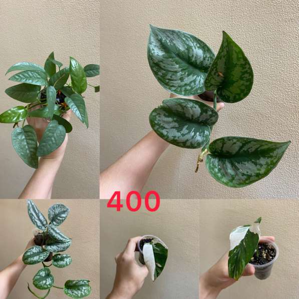 Комнатные растенияСо