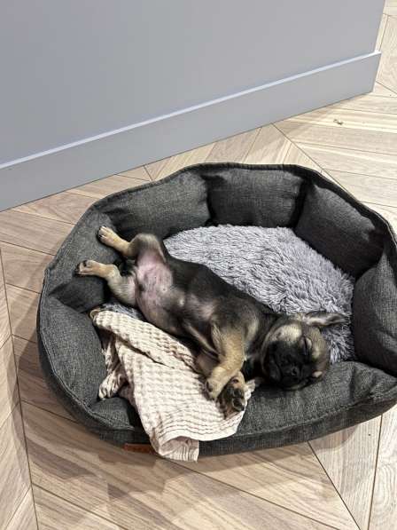 Щенок маленькой собачки в дар в Москве