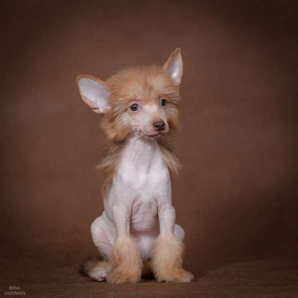 Голый мальчик Китайской хохлатой собаки в Москве фото 10