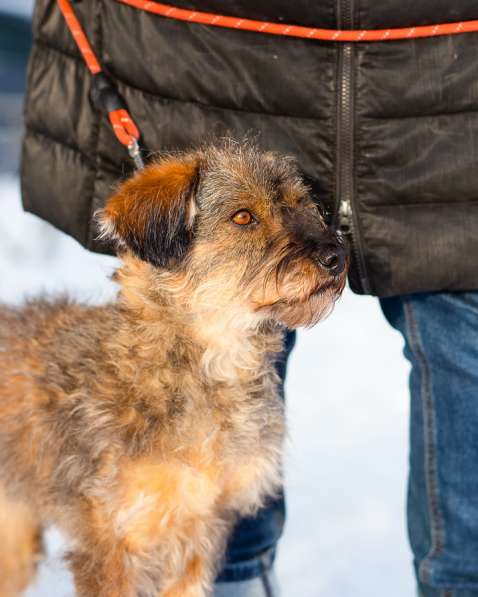 Редкой внешности собачка ищет дом в Санкт-Петербурге фото 5