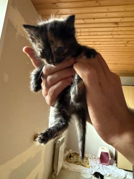 Котята в Нижнем Новгороде фото 3